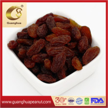 Best Taste Sweet Golden Raisins in Hot Selling